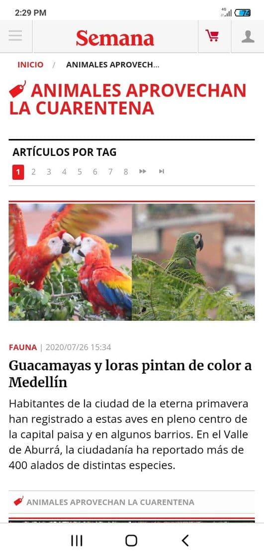 Moda animales aprovechan la cuarentena: Últimas Noticias de animales ...