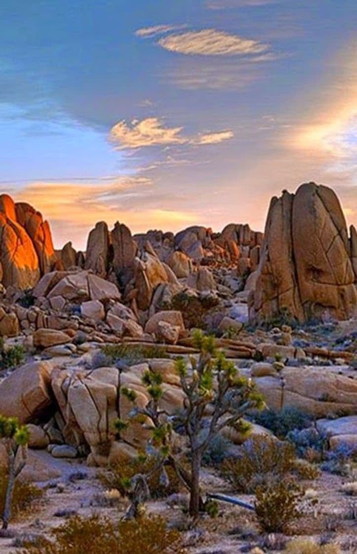 Lugar Joshua Tree National Park