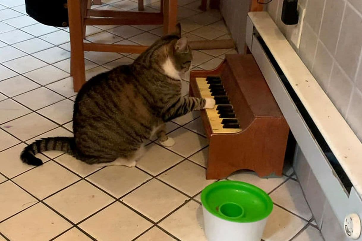 Moda Gato toca piano para avisar sua dona quando está com fome