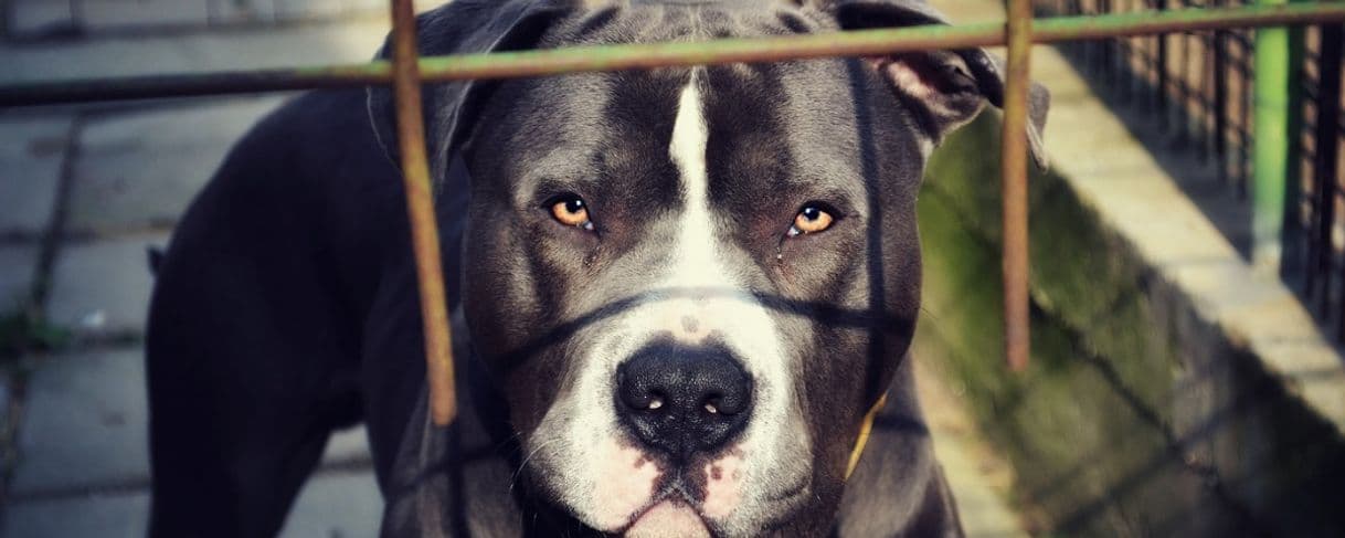 Moda Conheça Mako, o Pit Bull que acredita ser um gato