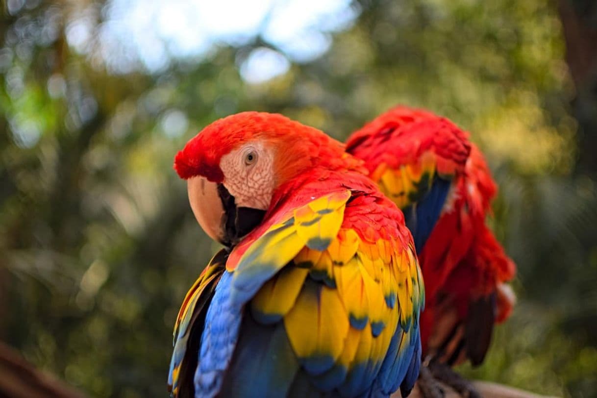 Lugar Parque de Aves