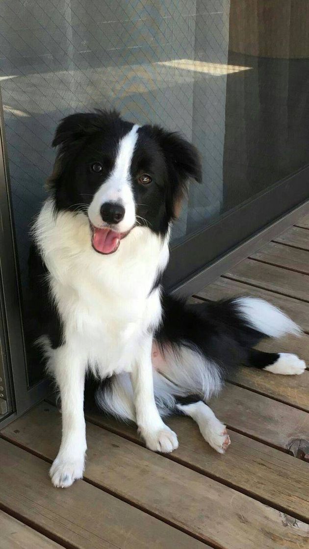 Moda Border Collie 