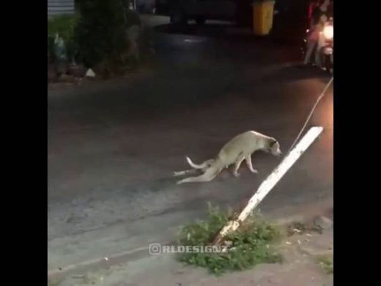 Película PERRO TROLEA A CONDUCTOR 