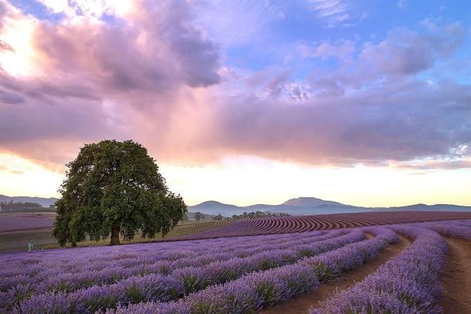 Lugar Bridestowe Lavender Estate