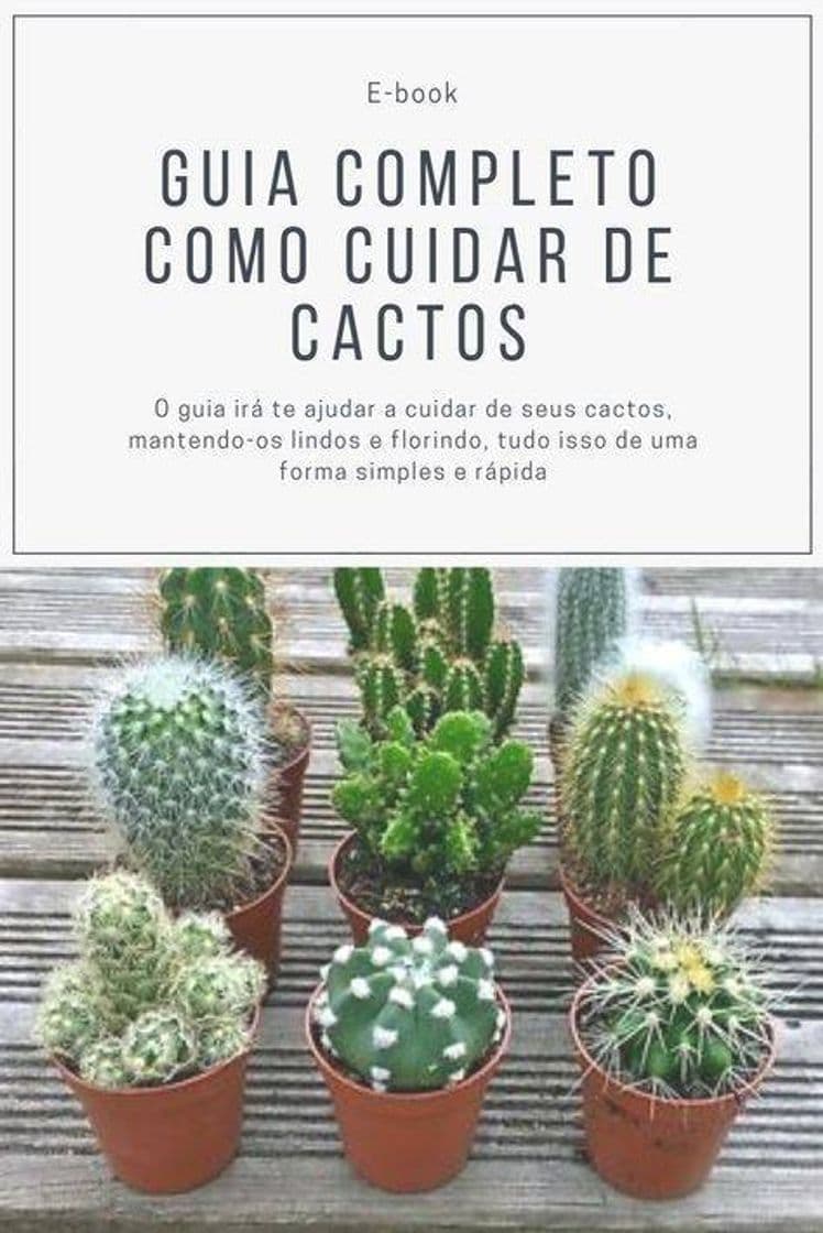 Moda Cactos 🌵