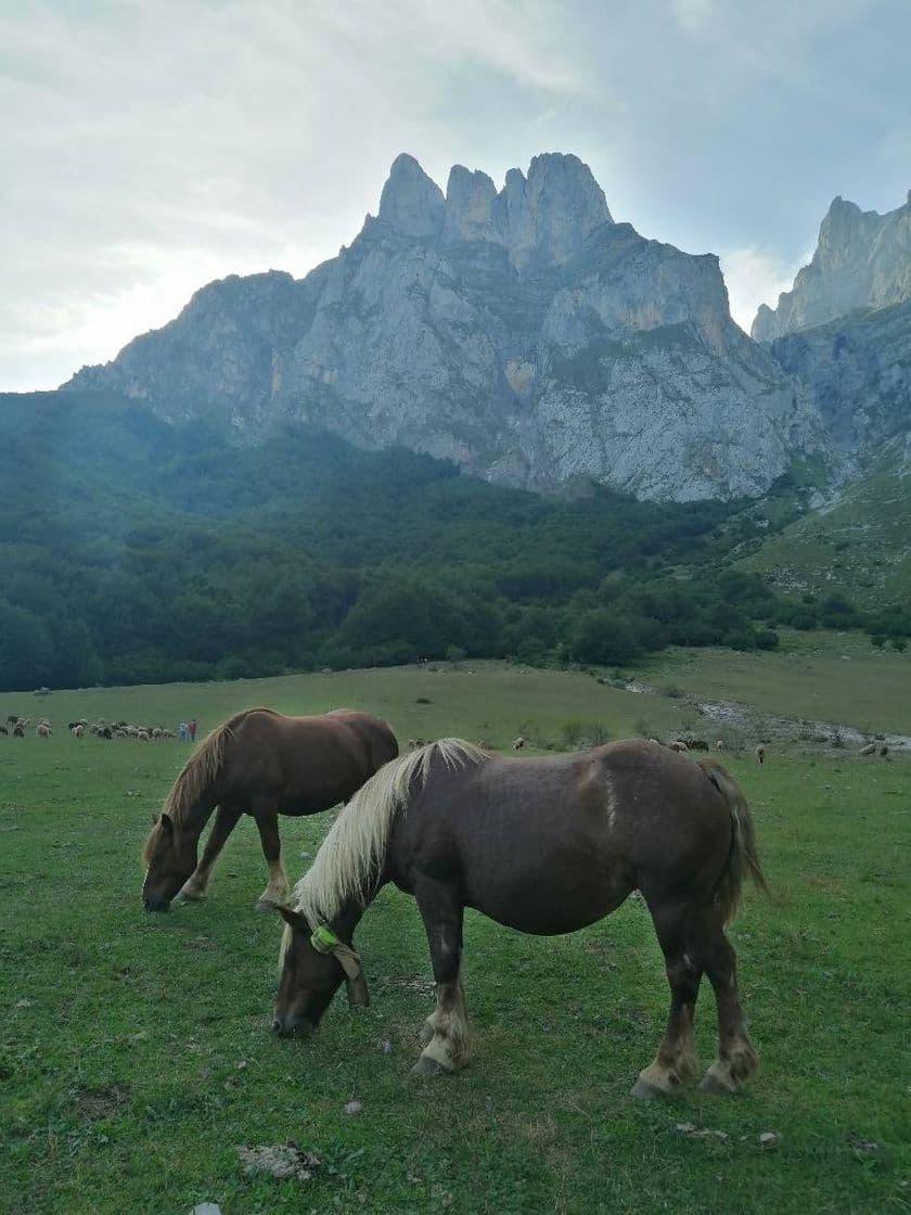 Place Picos de Europa