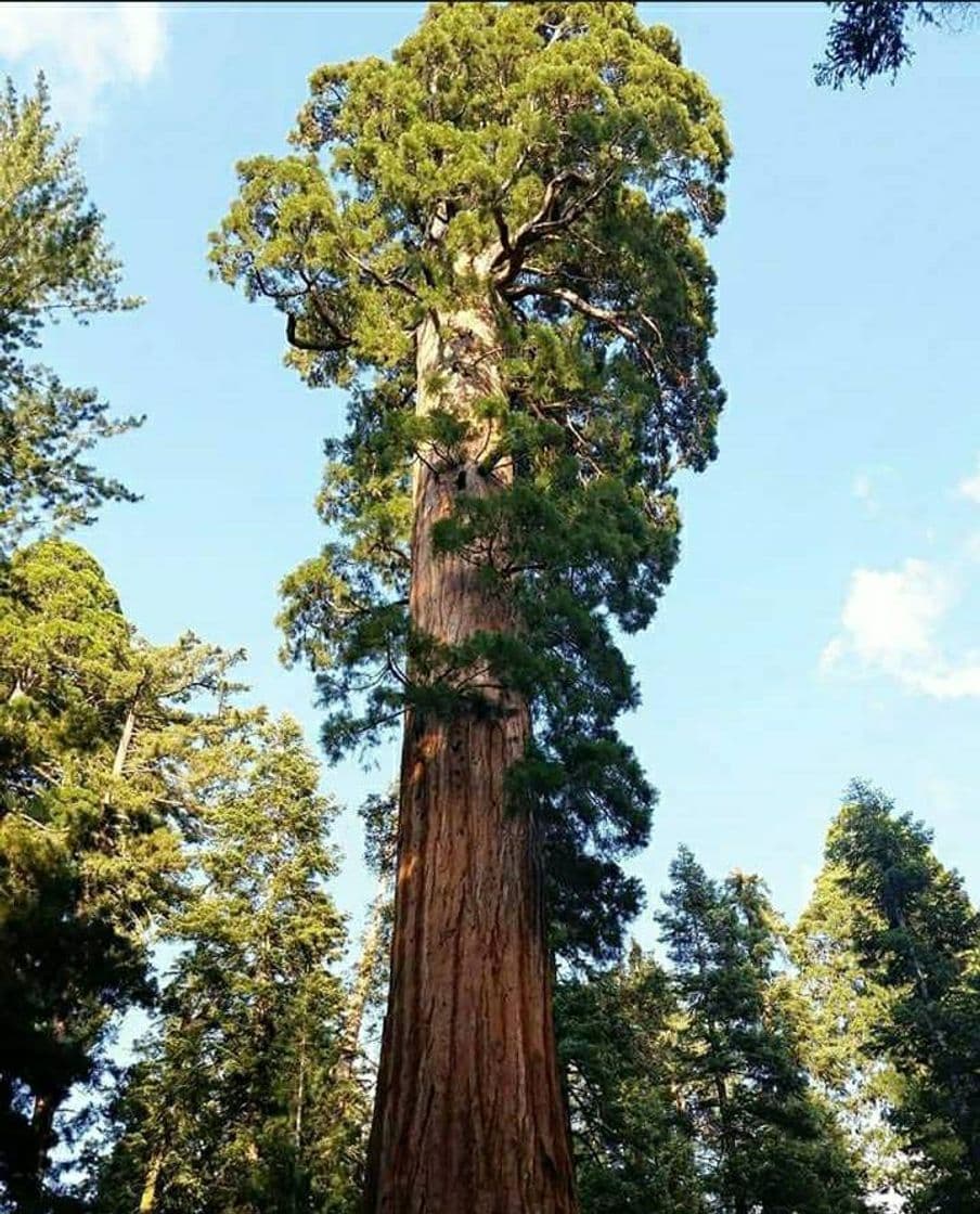 Lugar Sequoia National Park