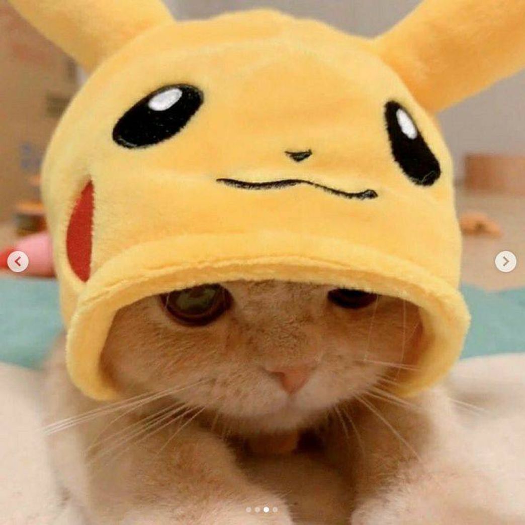 Fashion Gatinho com capuz do Pikachu é muito kawaii😍