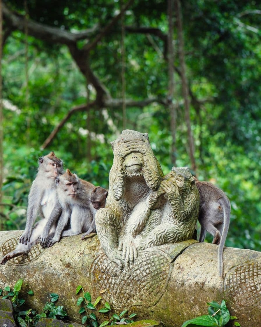 Lugar Monkey forest