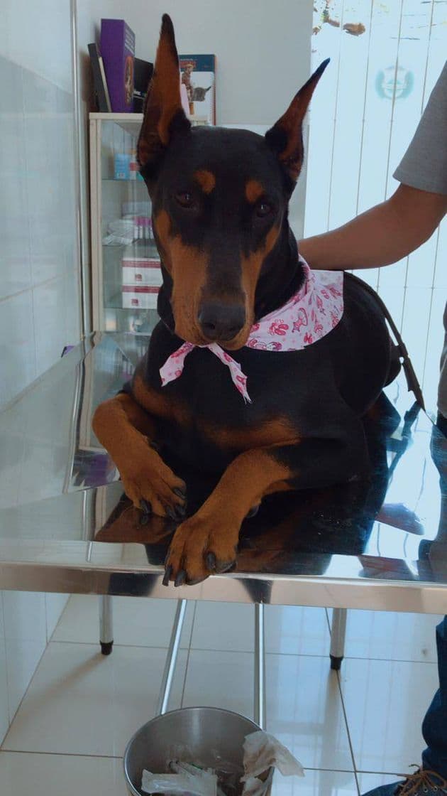 Moda Doberman. 🐕