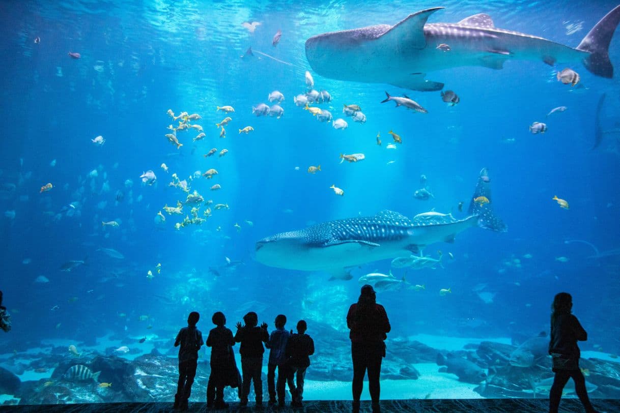 Lugar Georgia Aquarium