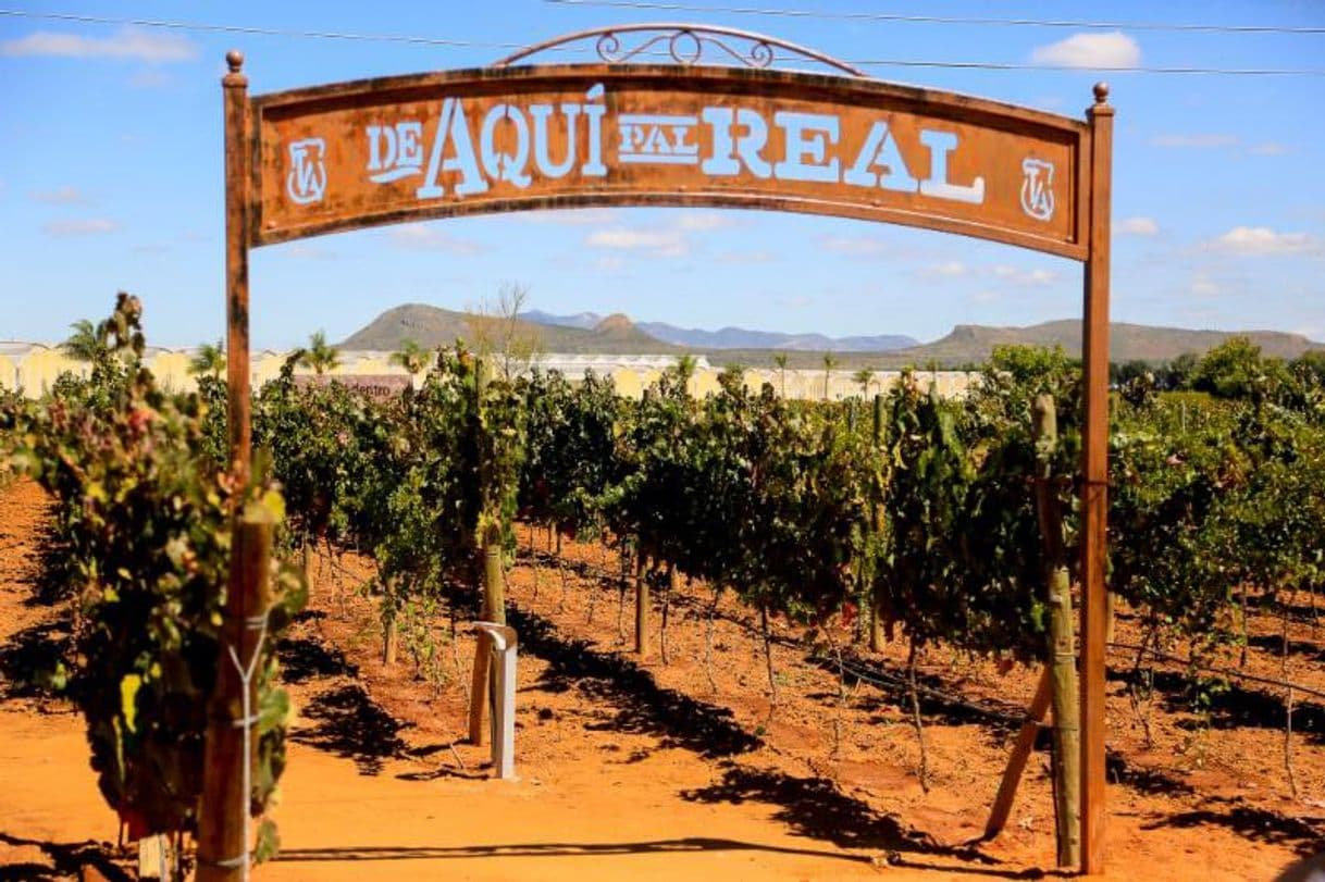 Restaurantes Vinos Tierra Adentro, Campo Real