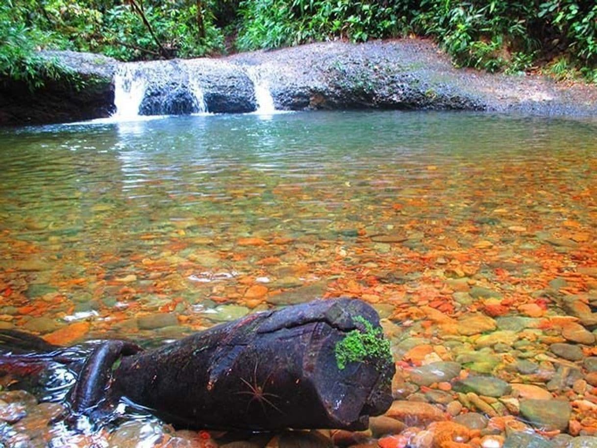 Lugar Reserva Natural San Cipriano Pacífico Colombiano