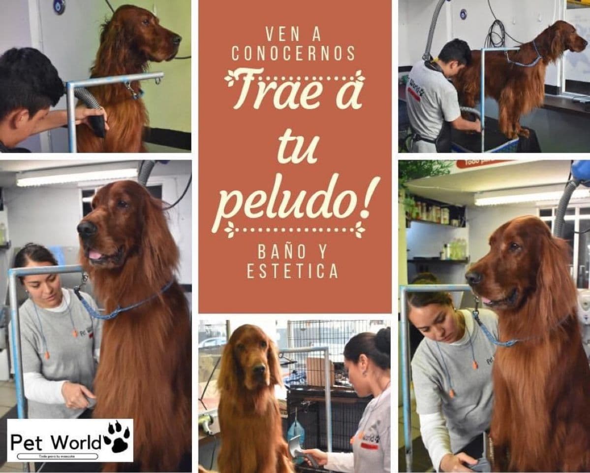 Moda Pet World Tejocotes