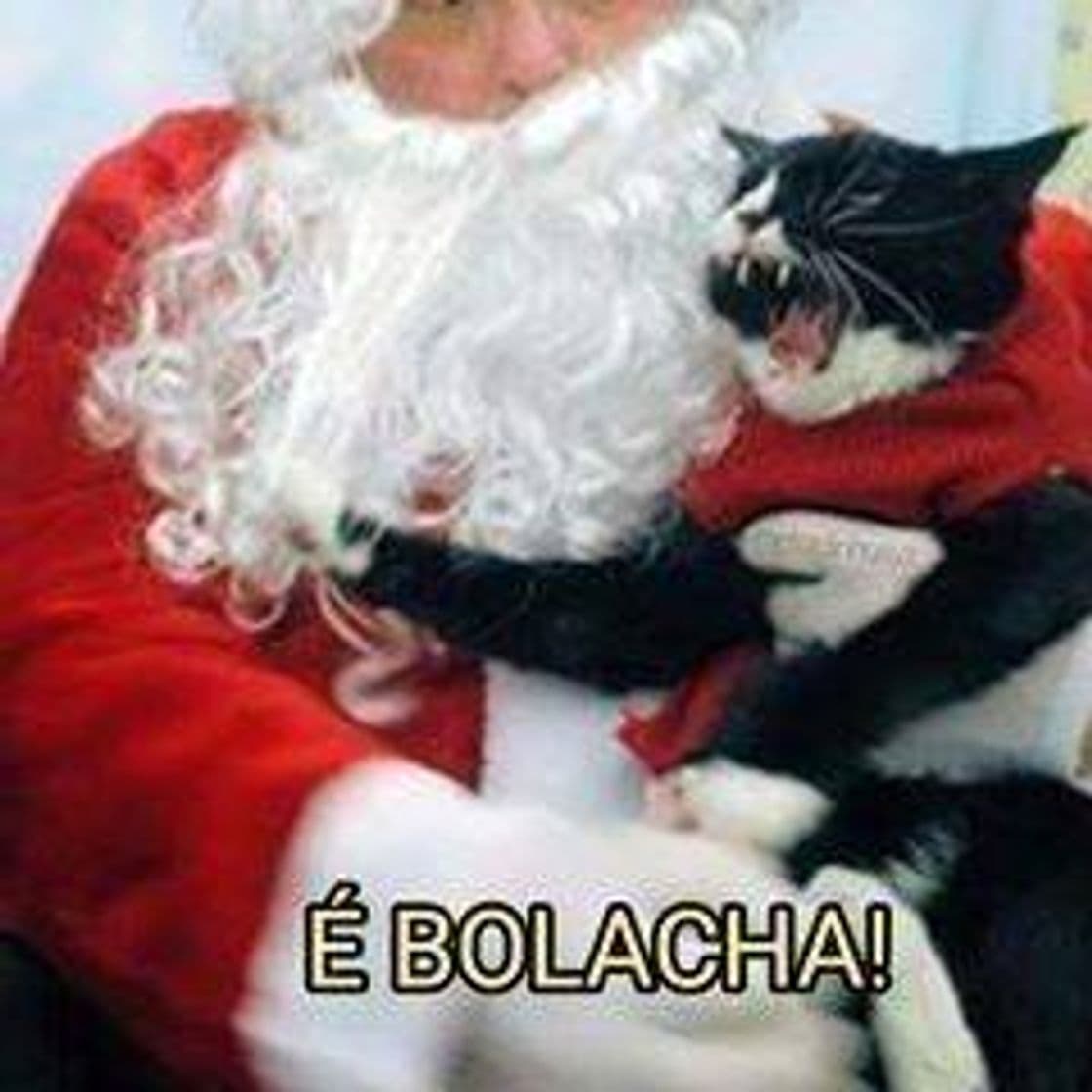 Moda Gatinho "bolacha"