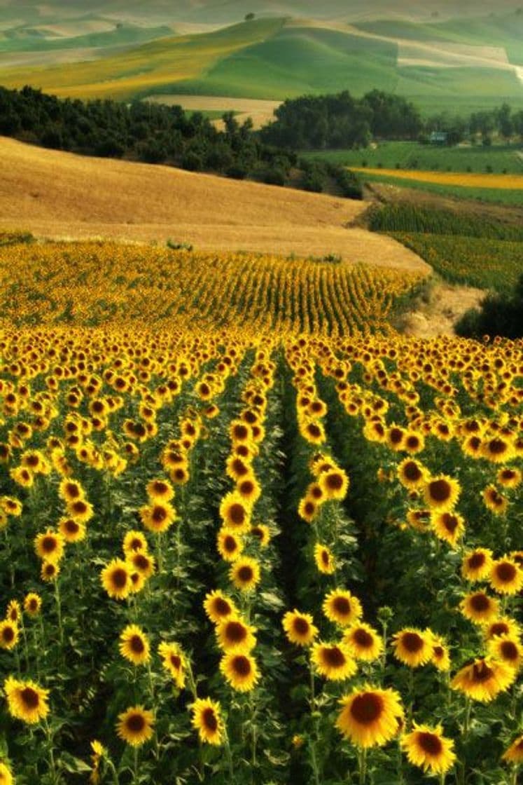 Lugar Girasoles