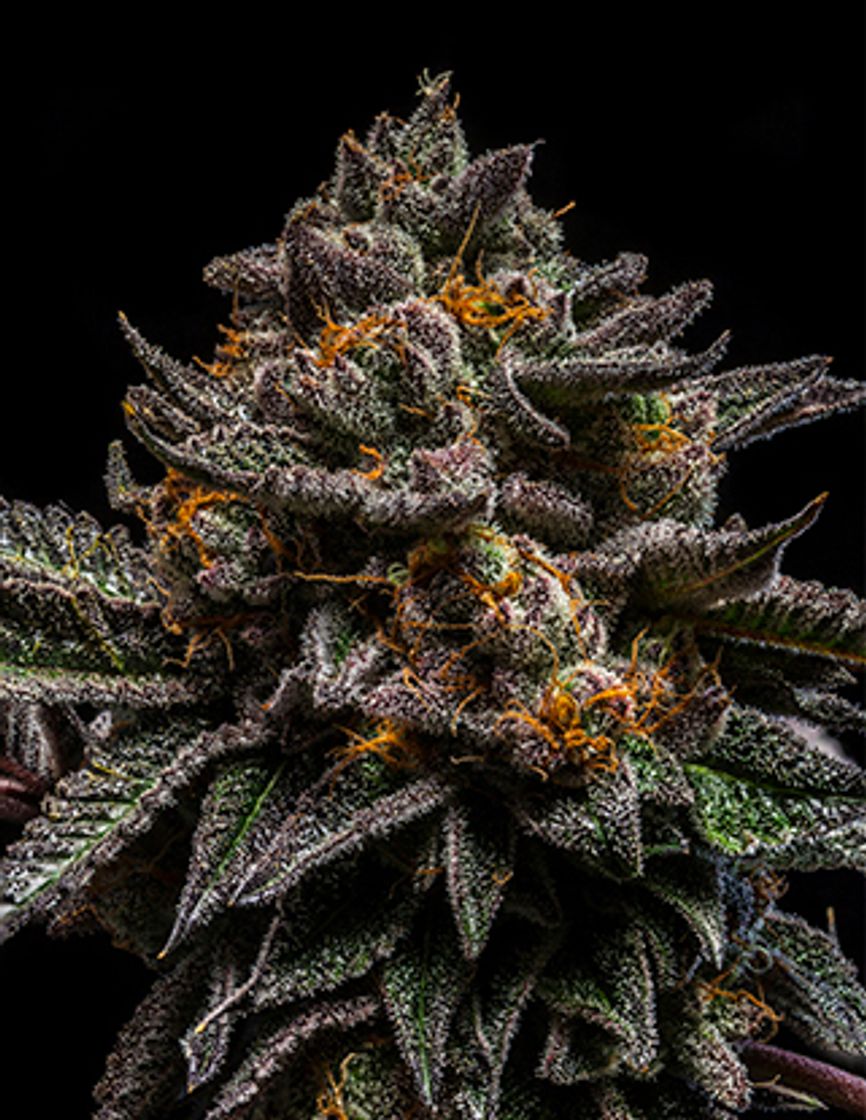 Fashion  Brain Cake by Ripper Seeds