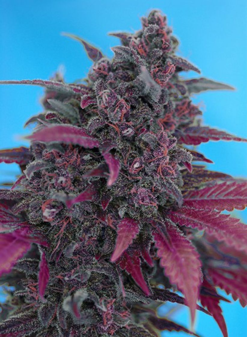 Fashion  Dark Devil  from Sweet Seeds