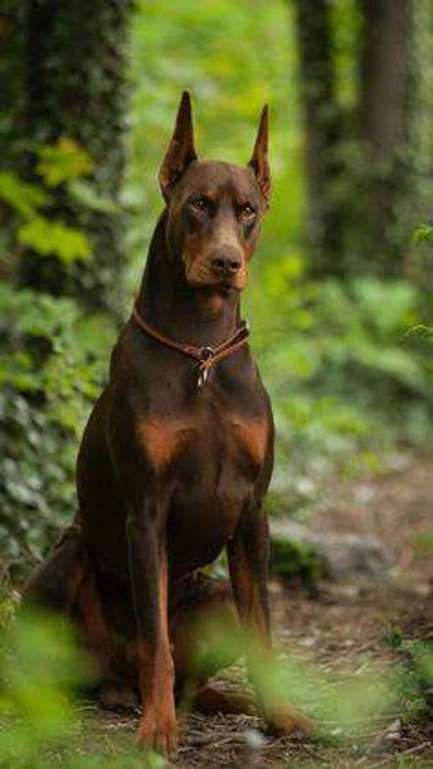 Fashion Doberman