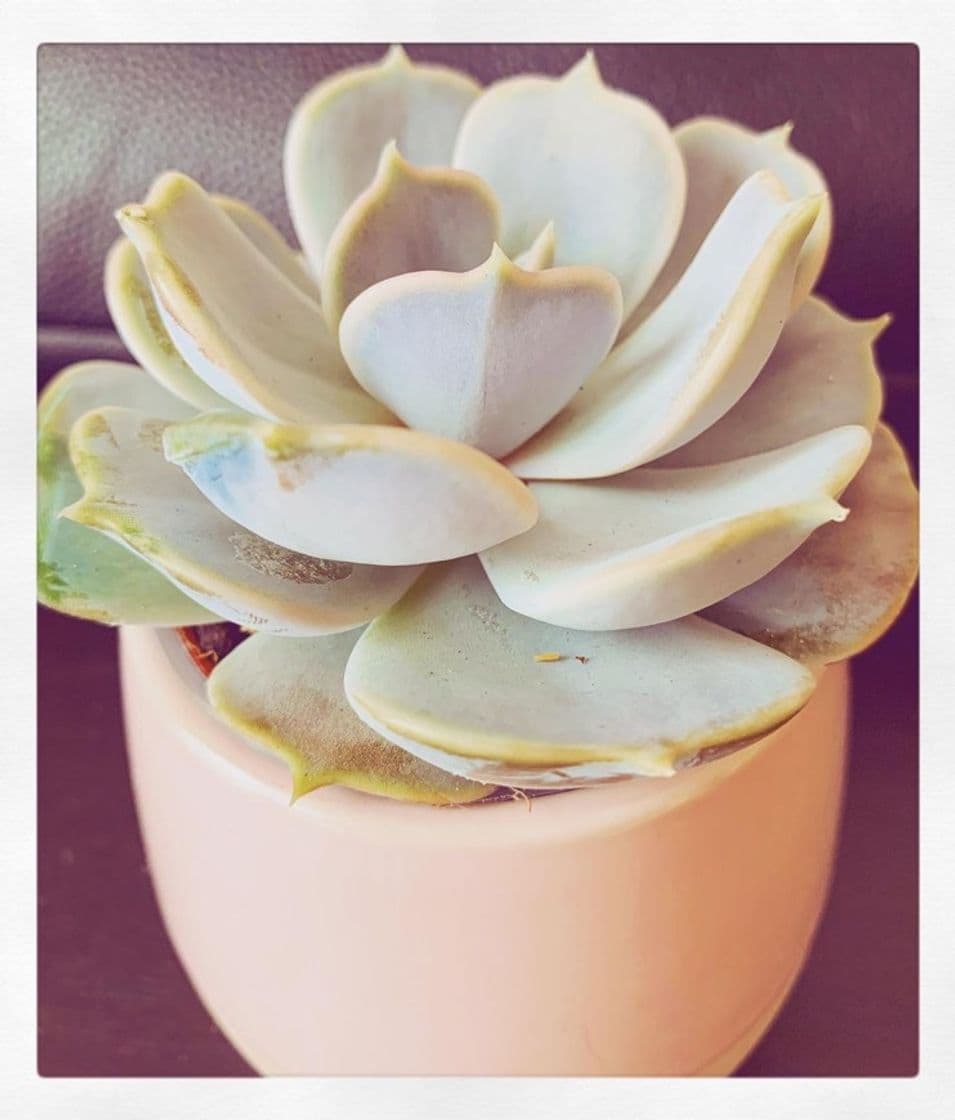 Producto SUCCULENT Planta con maceta