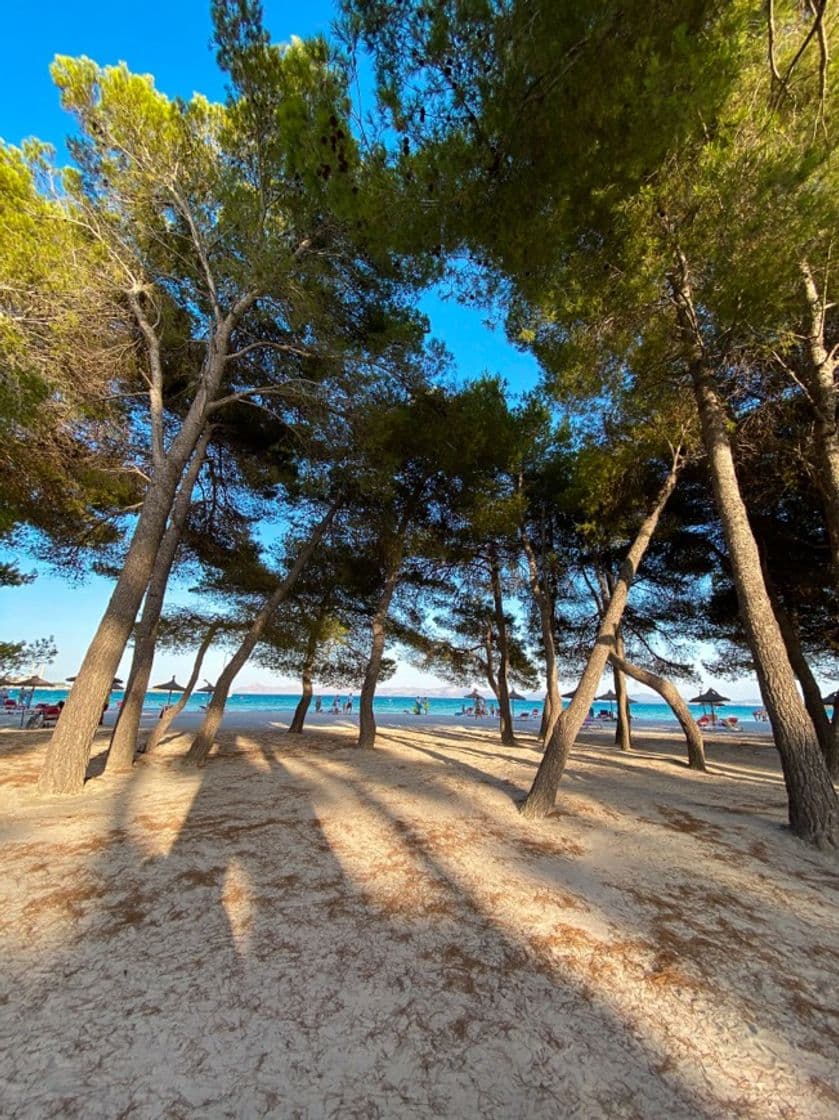 Lugar Playa de Alcudia