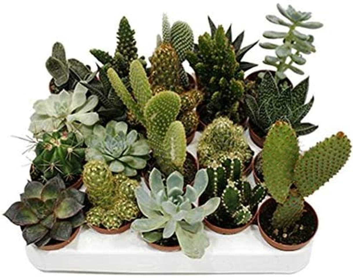 Product PCMOVILES 10 CACTUS NATURALES DIFERENTES EN MACETA DE 5CM