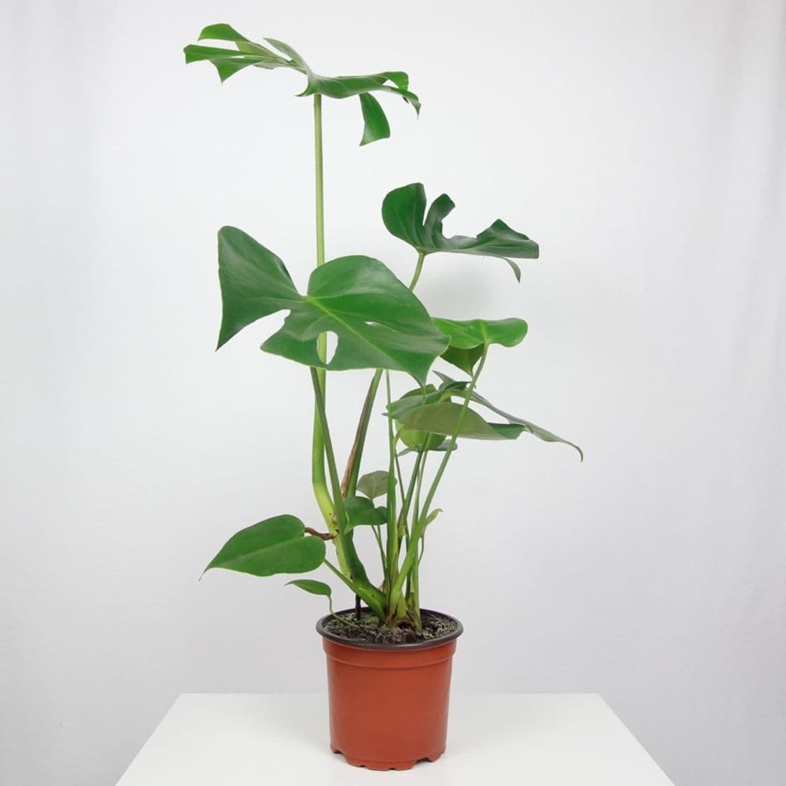 Product Monstera 