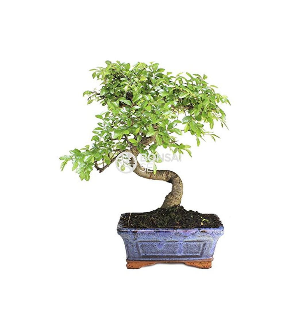 Producto Bonsai - Olmo chino, 6 Años