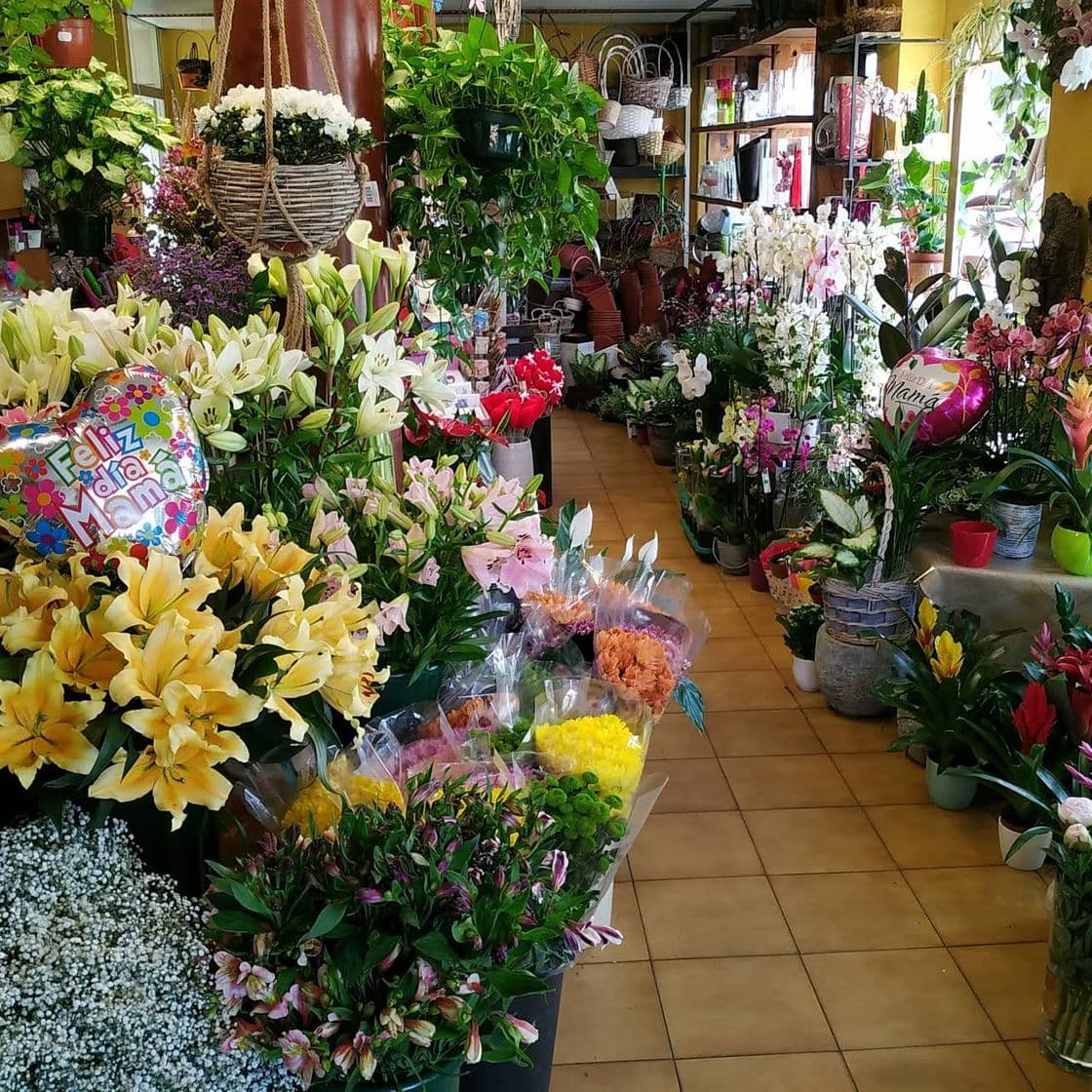 Place Floristería La Ermita de Pozuelo