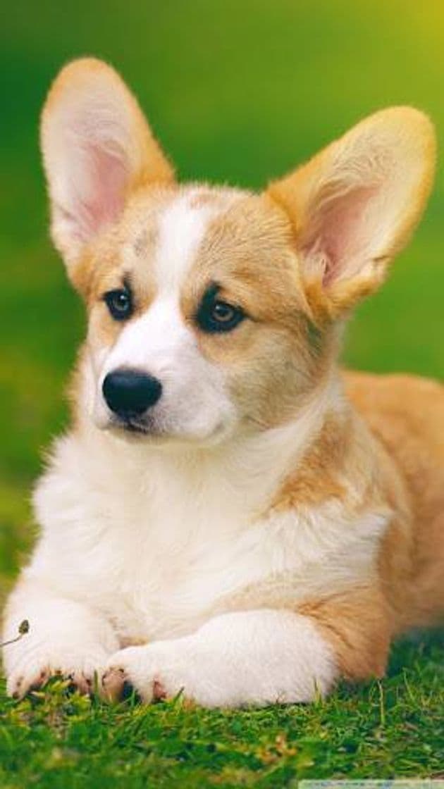 Fashion Welsh Corgi