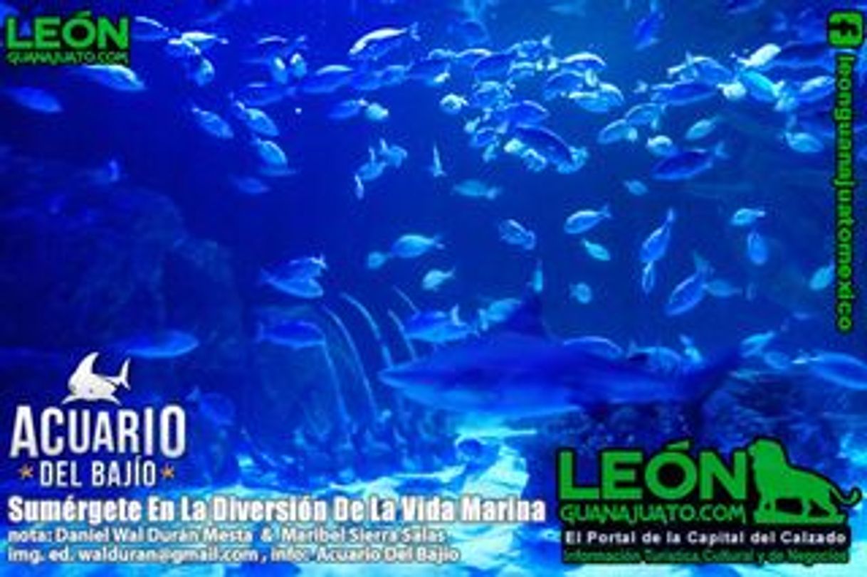 Place ACUARIO PLAZA ALTACIA