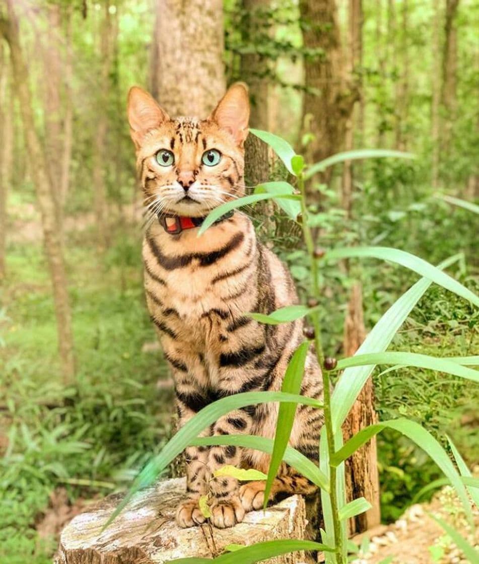 Fashion Gatos obras de arte ❤