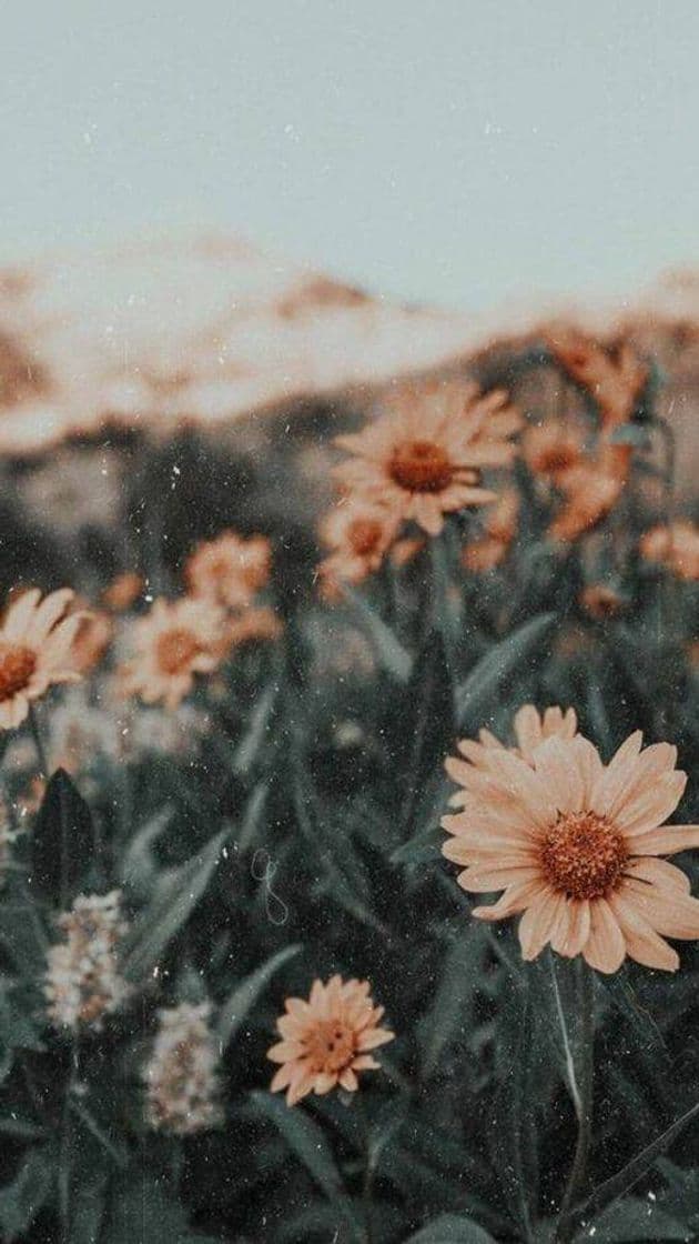 App Wallpaper Flowers