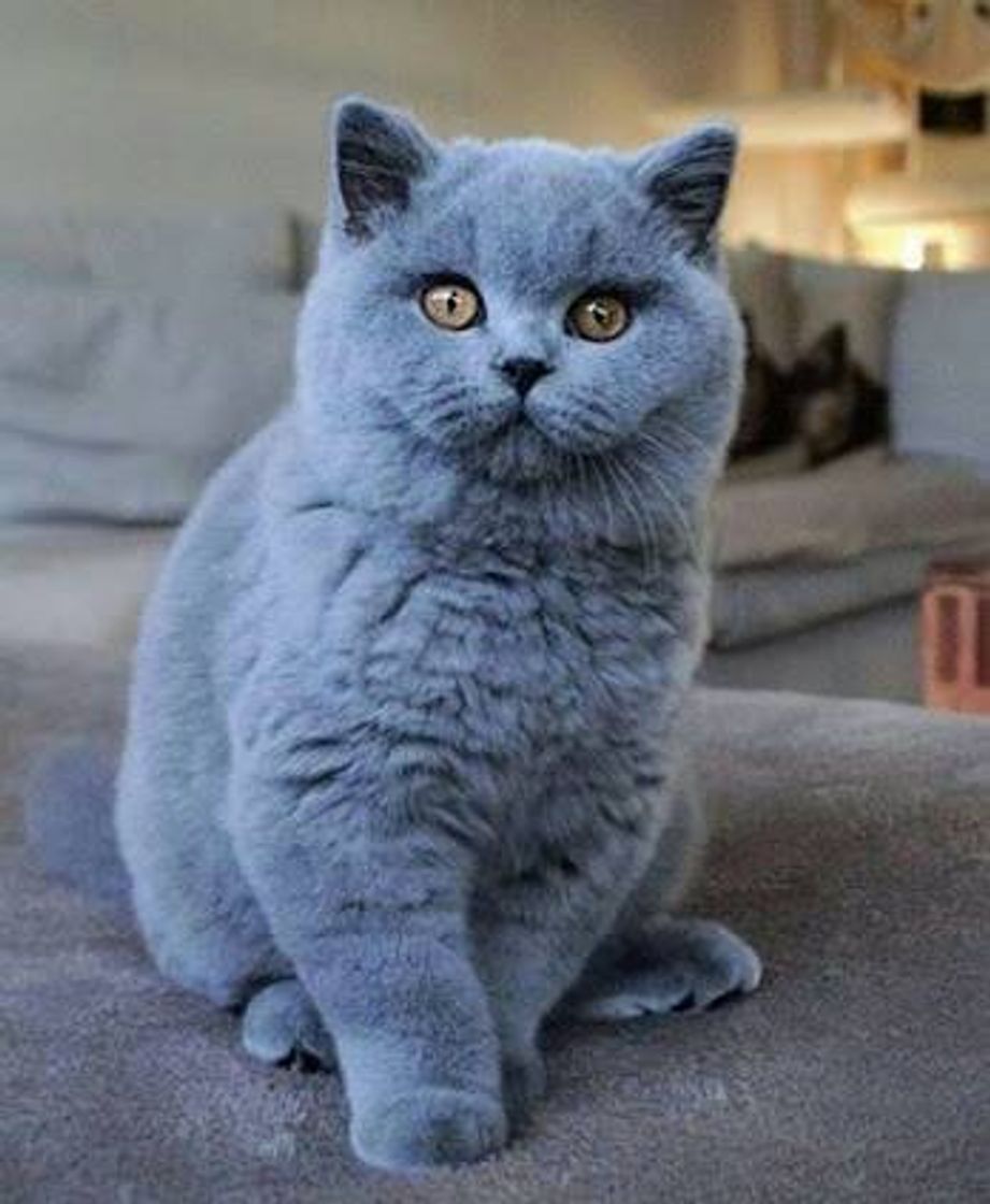 Moda British Shorthair