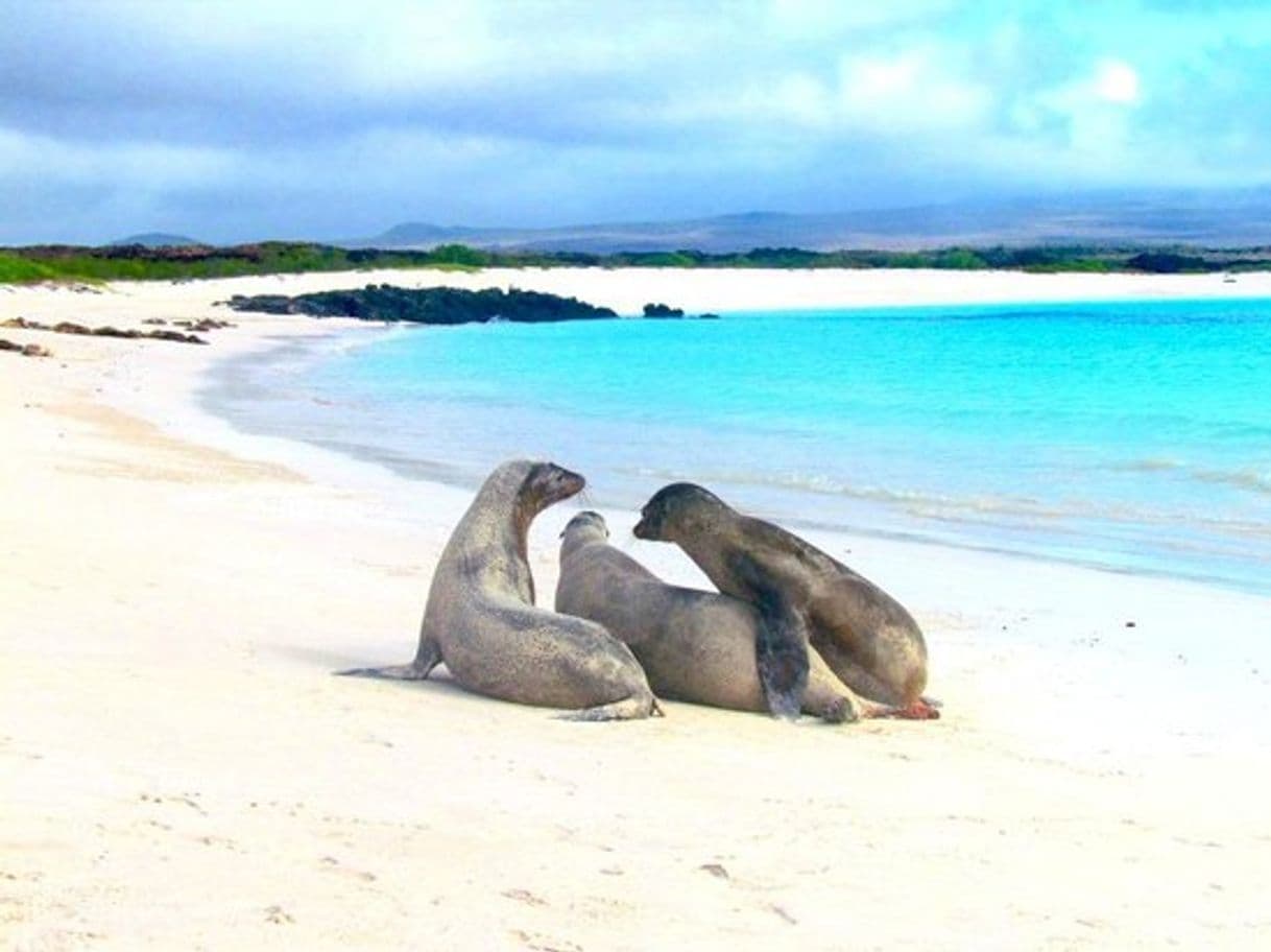 Place Galápagos Tortuga Bay