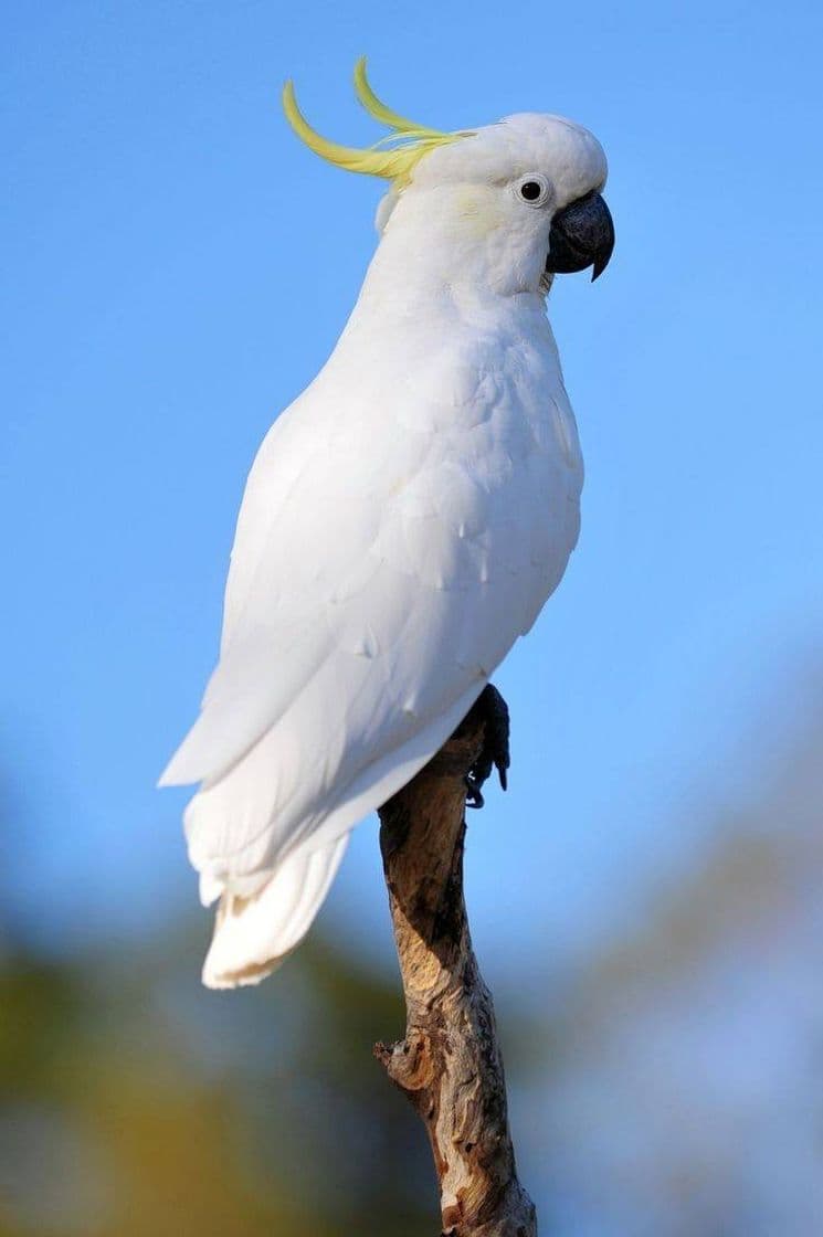 Moda Cacatua Branca linda sempre quis ter🐦🕊🙃