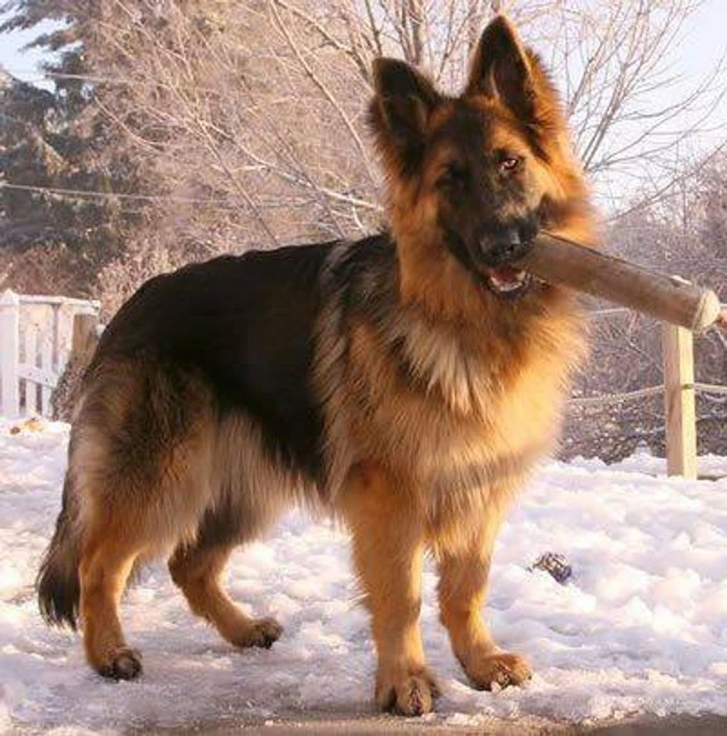 Fashion Pastor alemão peludinho e bonito😍😍🐕