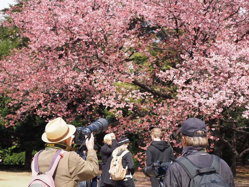 Lugar Shinjuku Gyoen National Garden