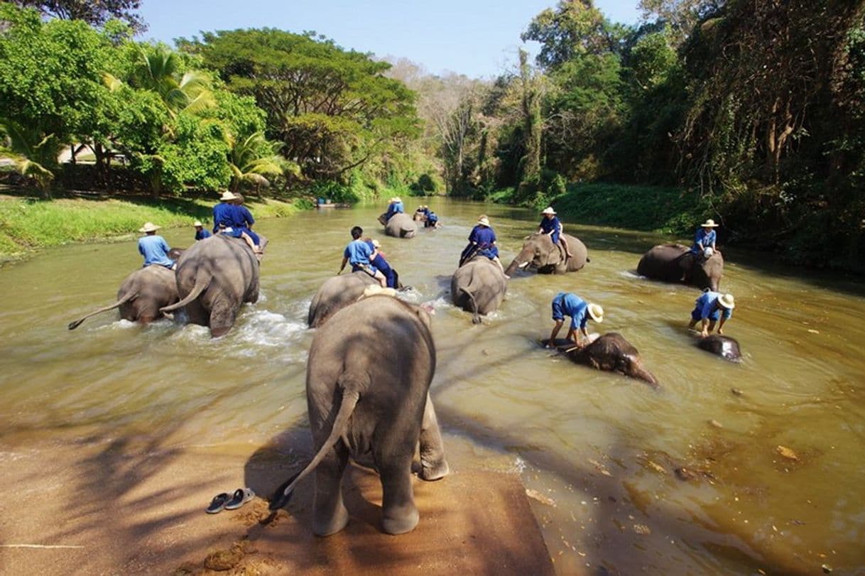 Lugar Thailand Elephant Conservation Center