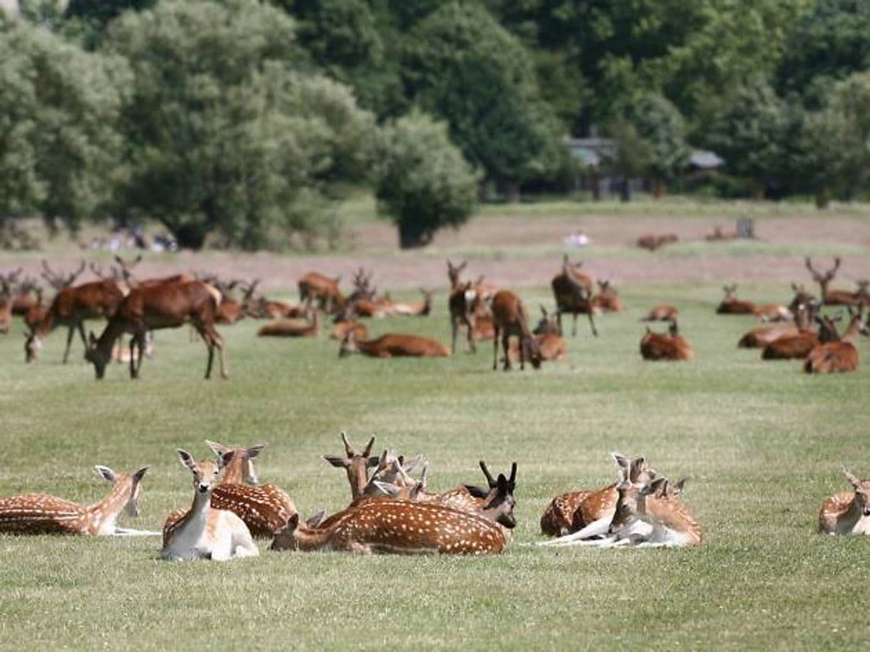 Lugar Richmond Park