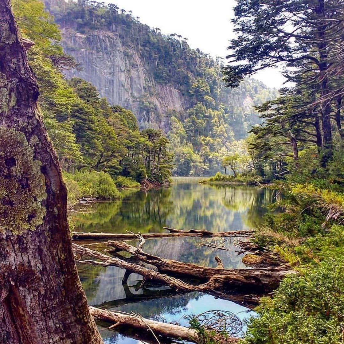 Lugar Parque Nacional Huerquehue