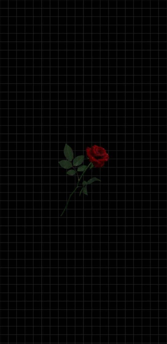 Moda wallpaper rose 🌹