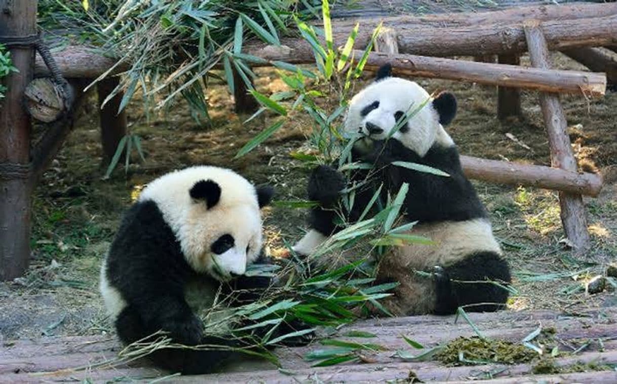 Lugar Zoológico de Chapultepec