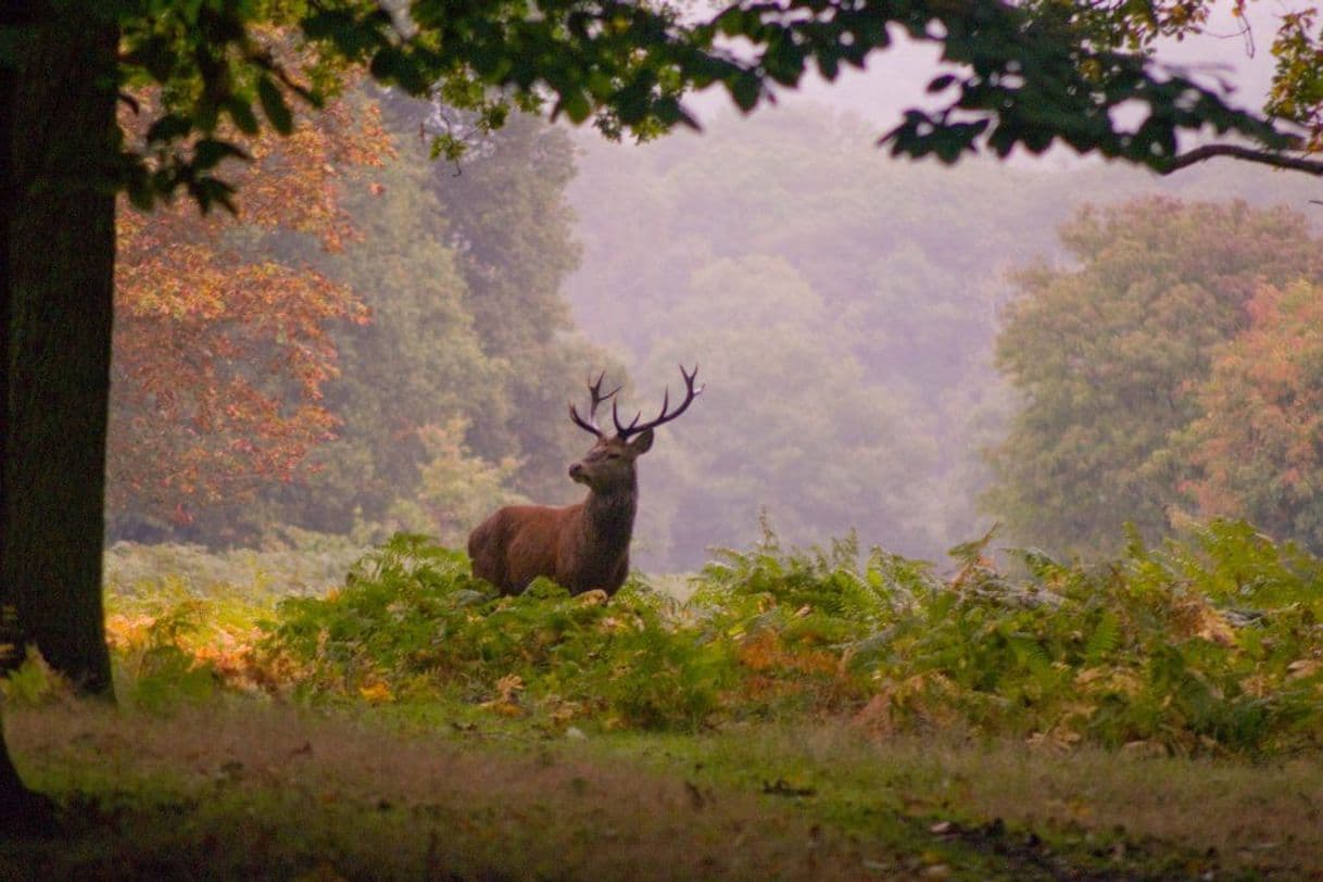 Place Richmond Park