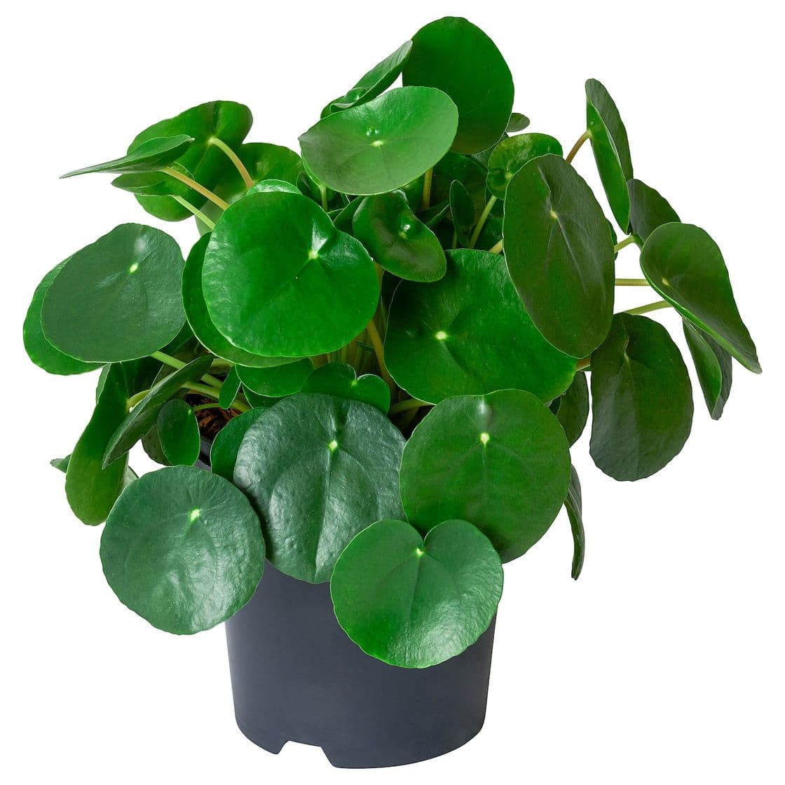 Moda PILEA PEPEROMIOIDES Planta, Pilea - IKEA