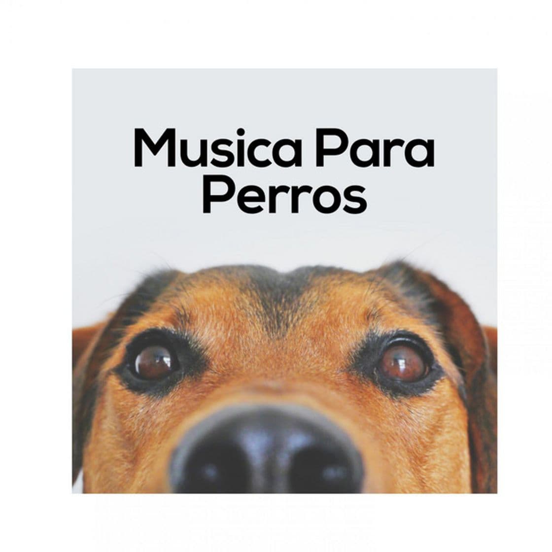 Music Relajante Para Perros