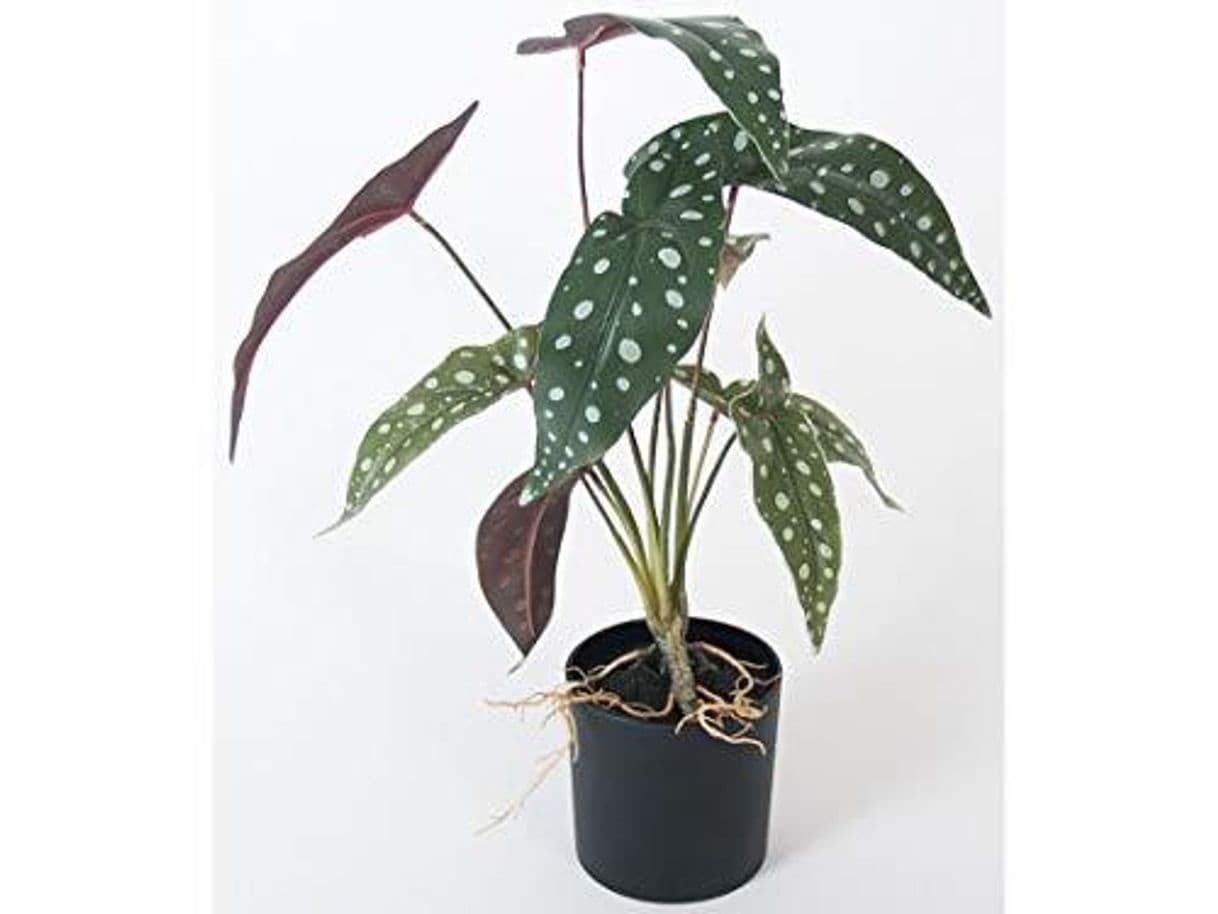 Product Gerimport Maceta con Raices Begonia Maculata 43cm