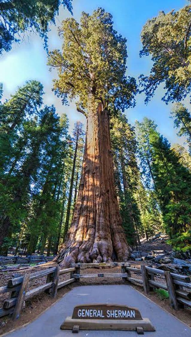 Lugar Sequoia National Park