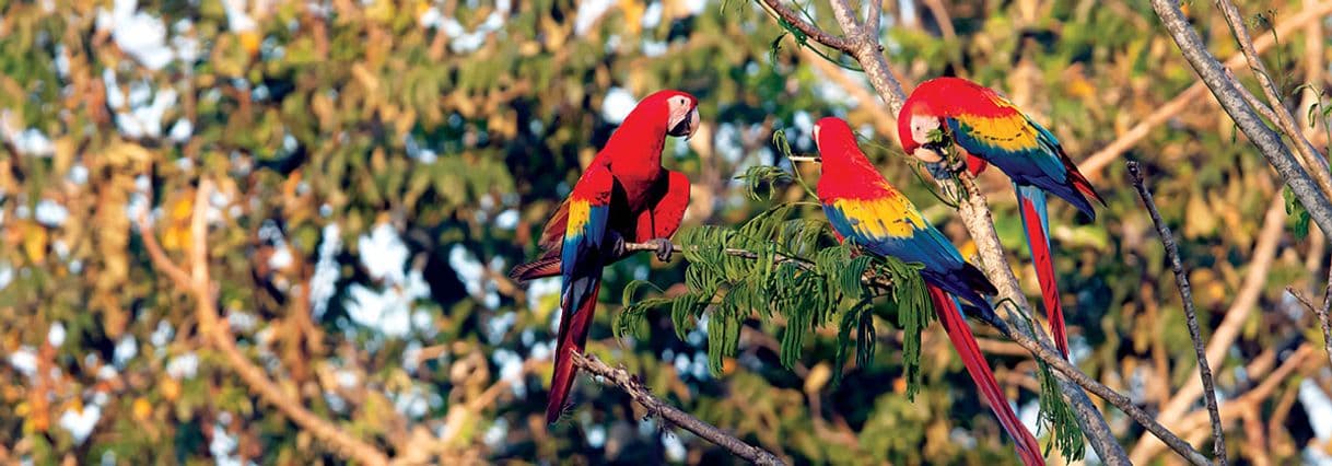 Restaurants Las Guacamayas