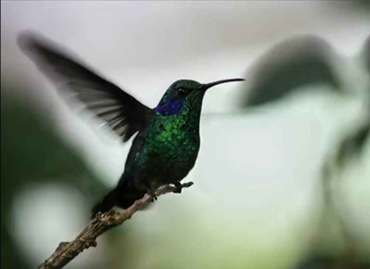 Canción El colibri